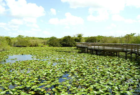 Anhinga Trail through the Everglades National Park in Floridaの写真素材