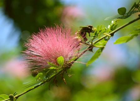 Powderpuff tree flower Latin name Calliandra surinamensisの写真素材