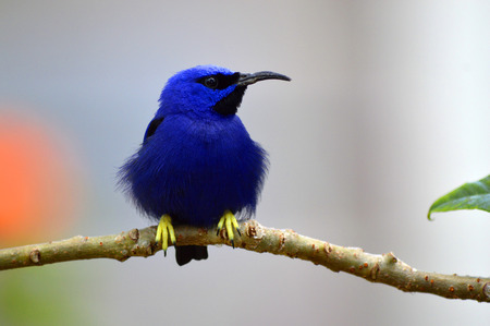 A blue hummingbird perched on a branchの写真素材
