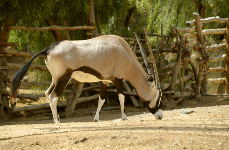 Gemsbok Latin name Oryx gazellaの写真素材