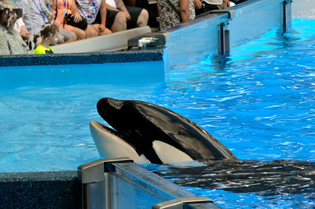 Seaworld, Orlando, Florida, USA - October 26, 2016 : A Killer Whale posing for the tourists camerasのeditorial素材