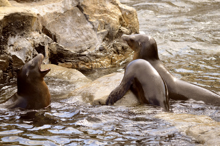 Sea lions Latin name zalophus californianus