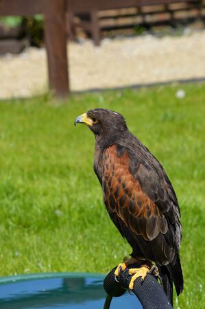 Harris Hawk perched outside in a falconry centre Latin name Parabuteo unicinctusの写真素材