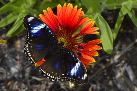 Blue Diadem Butterfly Latin name Hypolimnas salmacis and Blanket flower Latin name gaillardia pulchellaの写真素材