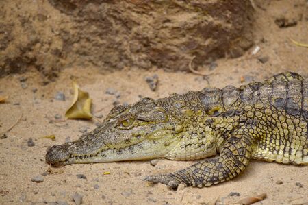 Nile crocodile Latin name Crocodylus niloticusの写真素材