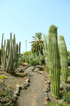 Cactus garden in La Oliva, Fuerteventura one of the Canary Islandsの写真素材