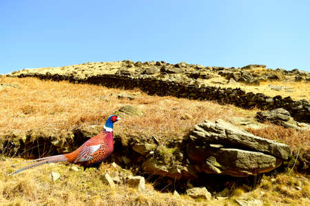Pheasant in breeding plumage on Chew valley summit above Dovestone reservoir in the Peak District National Parkの写真素材