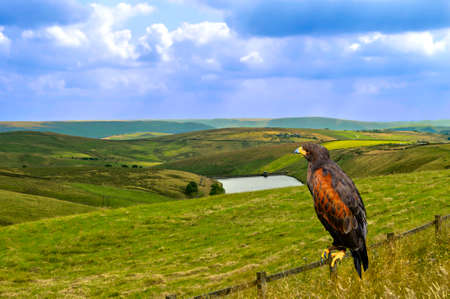 Harris Hawk perched on a fence Latin name Parabuteo unicinctus in Castleshaw, Castleshaw lower reservoirの写真素材