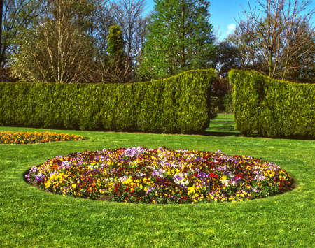 A floral display of colourful summer flowering pansies in a flower bedの写真素材