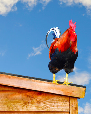 Free range cockerel Latin name Gallus gallus domesticus on a slopping chicken coop roof to let the rain water run off the roof.の写真素材