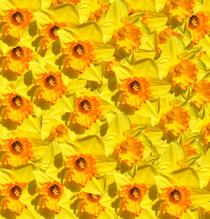 Multiple Daffodils Latin name Narcissus Gold Medal flowersの写真素材