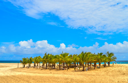 Palm trees on Boa Vista beach, in Cape Verde Africa facing the Atlantic oceanの写真素材