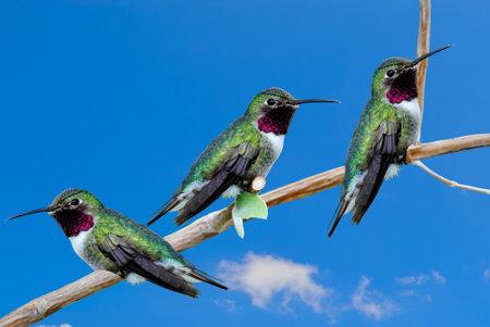 Hummingbirds perched on a branchの写真素材