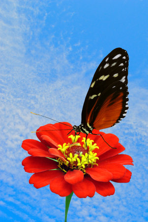 Heliconius hecate butterfly pollinating a Zinnia flowerの写真素材