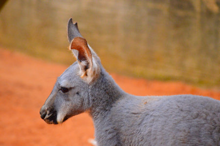 common wallaroo Latin nameÂ Macropus robustus are native toÂ the Australia outbackの写真素材