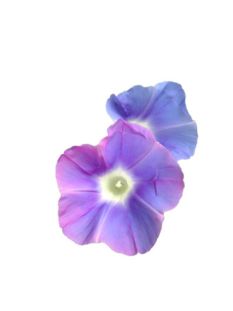 morning gloryのeditorial素材