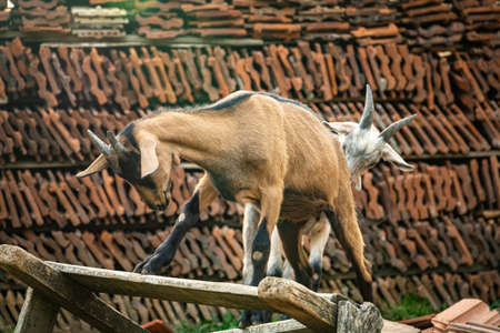 Baby goat learning to stand properlyの写真素材