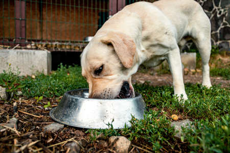White labrador retriever eating out of a bowl on a sunny day outsideの写真素材