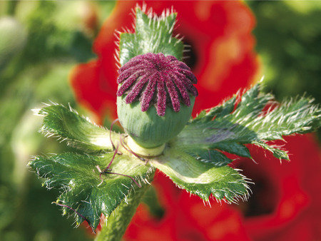Close up of a poppy capsule の写真素材