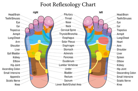 Foot reflexology chart with accurate description of the corresponding internal organs and body parts  Vector illustration over white background のイラスト素材