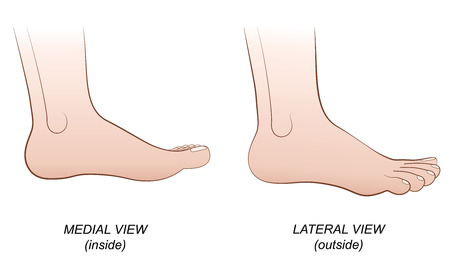Feet - medial view inside and lateral view outside. Isolated vector illustration on white background.のイラスト素材