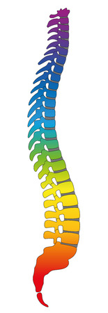Backbone, rainbow colored human spine, as a symbol for healthy vertebras. Isolated vector illustration on white background.のイラスト素材