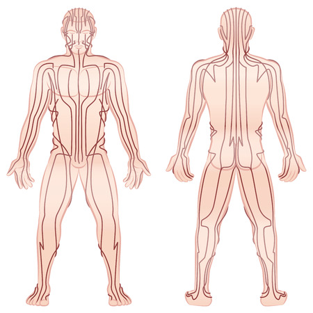 Meridians - meditating man with main acupuncture meridians - front view, back view - Isolated illustration on white background.のイラスト素材