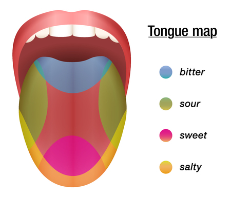 Taste map of the tongue with its four taste areas - bitter, sour, sweet and salty.のイラスト素材