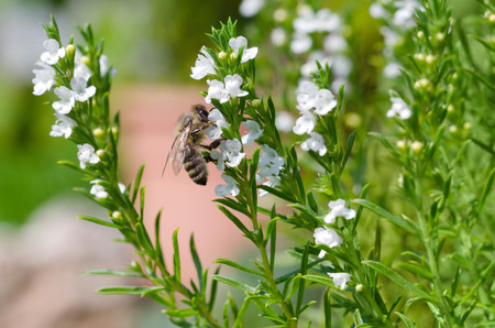 Honey bee extracting and collecting nectar from white thyme flowers. European or Western honey bee, Apis mellifera pollinating on evergreen herb Thymus vulgaris. Macro photo close up.の写真素材