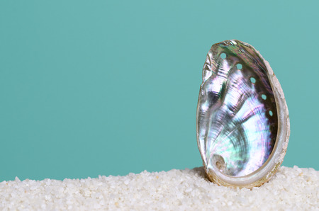 Iridescent abalone shell on white sand on turquoise background. Ormer, Haliotis, sea snail, marine gastropod mollusc. Open spiral structure. Inside nacre surface with respiratory pores. Macro photo.の写真素材