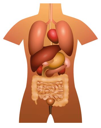 Inner organs - human anatomy - 3d vector illustration on white background.のイラスト素材