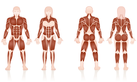 Male and female muscles - large muscle groups of men and women in comparison - front and back view - isolated vector illustration on white background.のイラスト素材