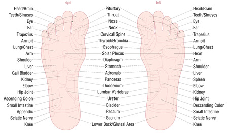 Foot reflexology zone massage chart with areas and names of the corresponding internal organs and body parts - skin color - vector illustration on white background.のイラスト素材