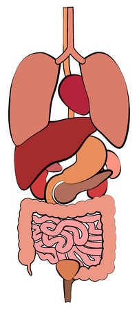 Digestive system, gastrointestinal tract with internal organs. Schematic human anatomy illustration - isolated vector on white background.のイラスト素材