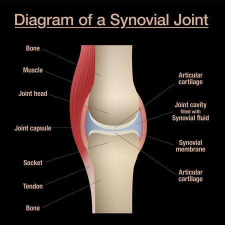 Synovial joint diagram. Labeled anatomy chart with two bones, articular cartilage, joint cavity, synovial fluid, muscle and tendon. Isolated vector illustration on black.のイラスト素材