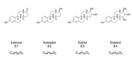Major endogenous estrogens. Chemical structures of Estrone (E1), Estradiol (E2), Estriol (E3) and Estetrol (E4), sex hormones and sex steroids. Skeletal and structural formula. Illustration. Vector.のイラスト素材