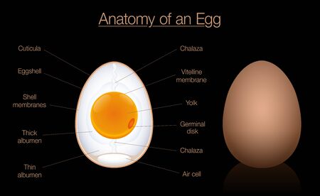 Egg anatomy cross section. Structure of a birds egg, labeled chart with names of the components. Isolated vector diagram illustration on black background.のイラスト素材