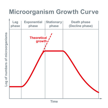 Microorganisms growth curve. Ideal kinetic curve of a static culture of microorganisms, such as bacteria, fungi, algae, protozoa and viruses, divided into four phases. Illustration over white. Vector.のイラスト素材