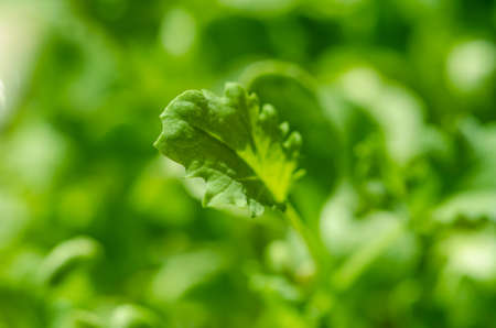 Kale leaf, macro photo. Growing green shoot and microgreen of leaf cabbage, seedling and young plant. Ready to eat, sprouted curly leaf kale,  Brassica oleracea var. sabellica. Close up, food photo.の写真素材