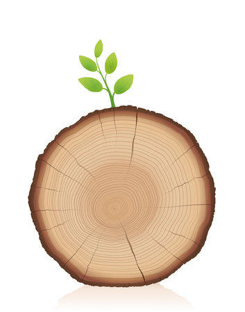 Tree trunk with green sprout - wood slice with young sprig - symbol for comeback, restart, relaunch, triumph, winning, self assertion, beginning. Vector illustration on white background.のイラスト素材