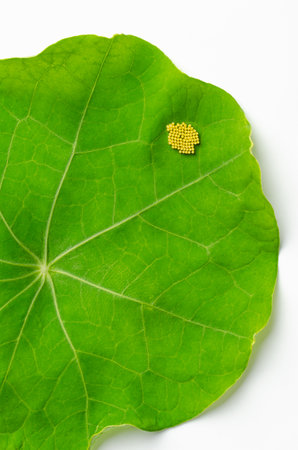 Small cabbage white butterfly eggs on a nasturtium leaf. Yellowish eggs of Pieris rapae, also known as small white or cabbage butterfly, on the upper leaf surface of Tropaeolum. Closeup, from above.の写真素材