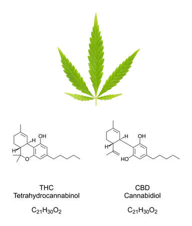 Cannabis fan leaf with chemical formulas of the cannabinoids THC and CBD. Fresh green hemp leaf and chemical structures of tetrahydrocannabinol and cannabidiol, used as drug, tea and in folk medicine.の写真素材