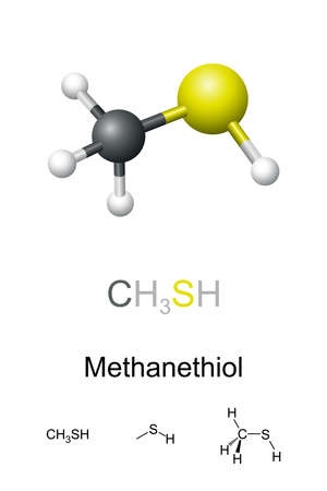 Methanethiol, molecular model and chemical formulas. Also methyl mercaptan, organosulfur compound with distinctive putrid smell. Occurs naturally in blood, brain, feces, and in cerのイラスト素材