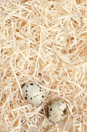 Pair of quail eggs in a nest of wood wool, from above. Fresh, speckled, whole eggs of common quails, Coturnix coturnix, a delicacy, eaten raw or cooked.の写真素材