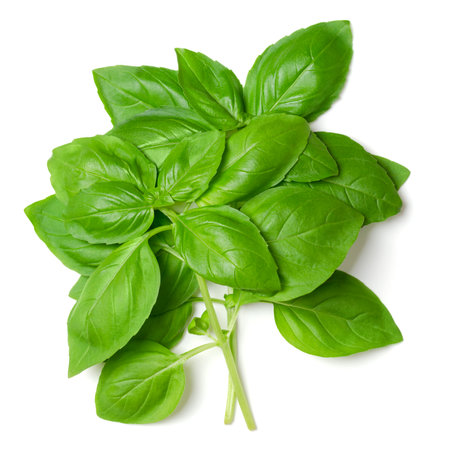 Bunch of fresh sweet basil, from above. Also known as great or Genovese basil, Ocimum basilicum, a culinary herb in the mint family Lamiaceae. A tender plant, used in cuisines worlの写真素材