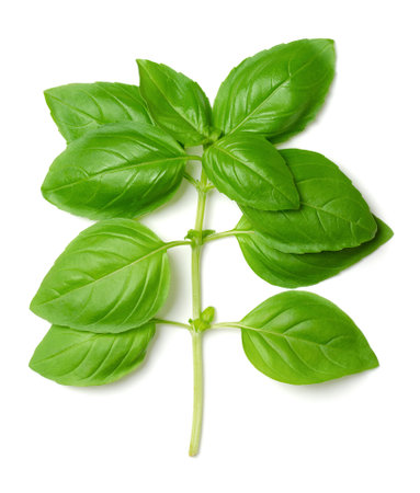 Branch of fresh green sweet basil, from above. Also known as great or Genovese basil, Ocimum basilicum, a culinary herb in the mint family Lamiaceae. A tender plant.の写真素材
