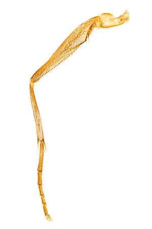 Housefly leg, whole mount, 20X light micrograph. Leg of Musca domestica under light microscope. With the parts coxa, trochanter, femur, tibia, spur, tarsomeres and claws. Isolated.の写真素材