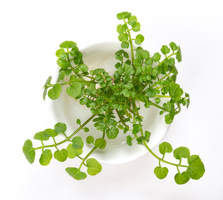 Watercress plant, in a white bowl with water. Fresh yellowcress, Nasturtium officinale. Leaf and aquatic vegetable, or herb with piquant flavor. Close-up, from above, isolated.の写真素材