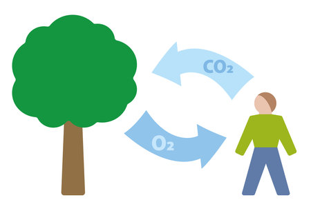 Carbon cycle symbol. Carbon dioxide oxygen exchange between human being and tree. Exhalation and absorption of CO2 Carbon dioxide - inhalation and release of O2 Oxygen. Vector illuのイラスト素材