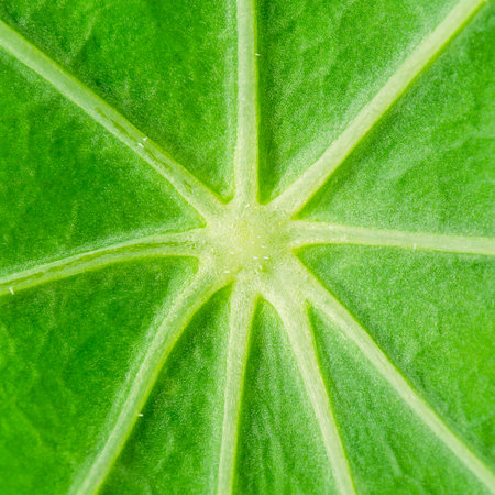 Center of the leaf of garden nasturtium of intense chlorophyll green color, with star-shaped...
